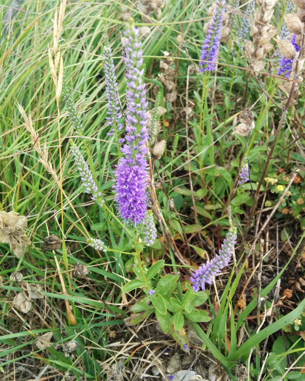 Veronica spicata